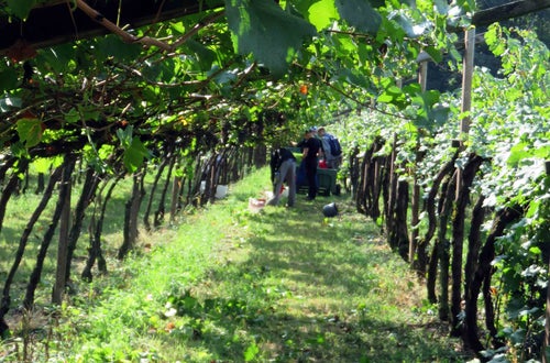 Vendemmia II su pergola: gruppo di alunni in fondo al filare controlla cassone di raccolta Vendemmia II su pergola: gruppo di alunni in fondo al filare controlla cassone di raccolta