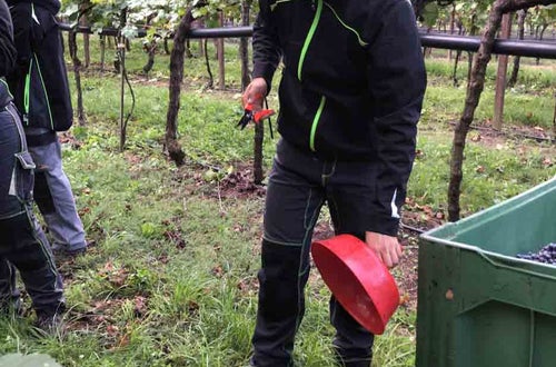 Vendemmia I su pergola: alunno svuota l'imbuto depositando l'uva raccolta nel secchio Vendemmia I su pergola: alunno svuota l'imbuto depositando l'uva raccolta nel secchio