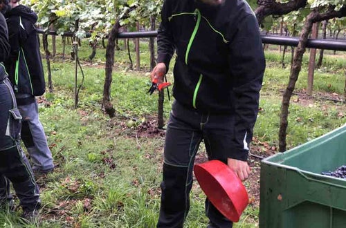 Vendemmia I su pergola: alunno svuota l'imbuto depositando l'uva raccolta nel secchio Vendemmia I su pergola: alunno svuota l'imbuto depositando l'uva raccolta nel secchio