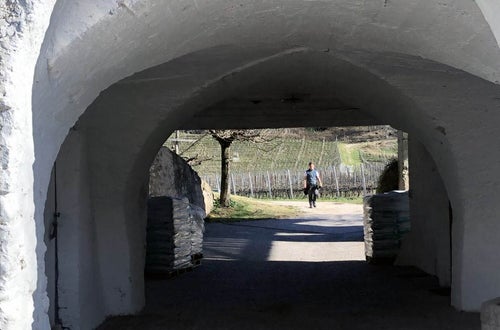 Stage locale: alunno in azienda vitivinicola Stage locale: alunno in azienda vitivinicola