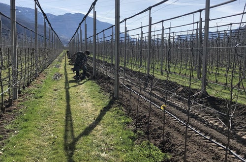 Stage 2021 - lavori nel meleto Stage 2021 - lavori nel meleto