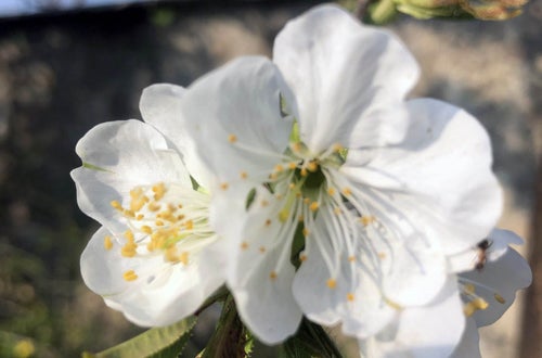 Stage locale: fiori di melo Stage locale: fiori di melo