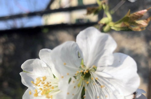 Stage locale: fiori di melo Stage locale: fiori di melo
