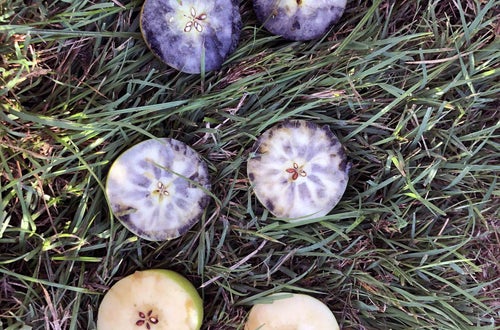 Raccolta mele classe II: mele misurazione del grado di maturità Raccolta mele classe II: mele misurazione del grado di maturità