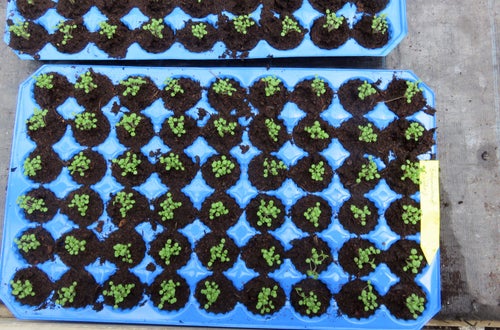 Corso erbe officinali e alimurgiche - Piccole talee crescono Corso erbe officinali e alimurgiche - Piccole talee crescono