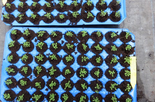 Corso erbe officinali e alimurgiche - Piccole talee crescono Corso erbe officinali e alimurgiche - Piccole talee crescono