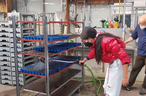Classe I - attività in serra Laimburg: alunna innaffia con cura i plateaux di piantine appena realizzati Classe I - attività in serra Laimburg: alunna innaffia con cura i plateaux di piantine appena realizzati