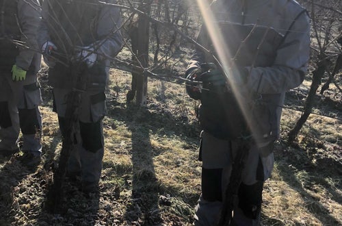 Potatura vite classe I - guyot Soini Potatura vite classe I - guyot Soini