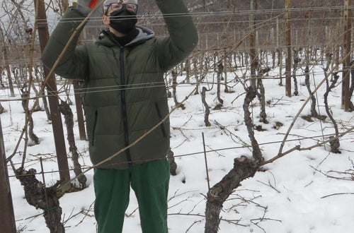 Potatura vite classe III nella neve - guyot Soini Potatura vite classe III nella neve - guyot Soini