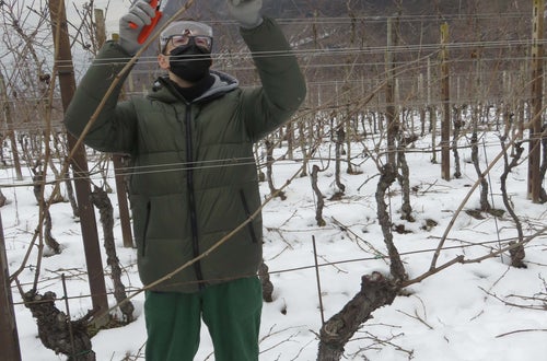 Potatura vite classe III nella neve - guyot Soini Potatura vite classe III nella neve - guyot Soini