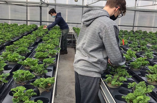 Stage 2021 - al lavoro in serra Stage 2021 - al lavoro in serra