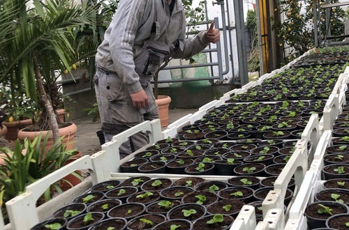 Stage Lindau: alunno alle prese con le piantine in un vivaio Stage Lindau: alunno alle prese con le piantine in un vivaio