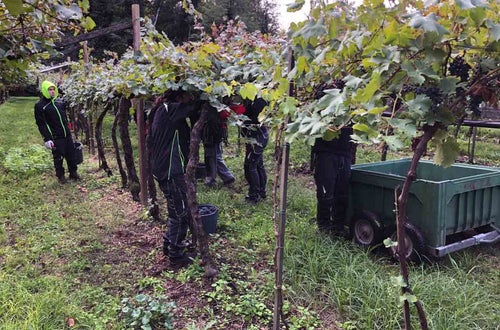 Vendemmia I su pergola: gruppo di alunni raccoglie il grappoli e li deposita nel casone di raccolta posto lungo il filare Vendemmia I su pergola: gruppo di alunni raccoglie il grappoli e li deposita nel casone di raccolta posto lungo il filare