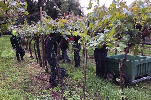 Vendemmia I su pergola: gruppo di alunni raccoglie il grappoli e li deposita nel casone di raccolta posto lungo il filare Vendemmia I su pergola: gruppo di alunni raccoglie il grappoli e li deposita nel casone di raccolta posto lungo il filare