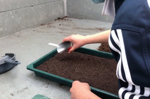 Classe I - attività in serra Laimburg, operazione di semina: alunna distribuisce i semi con un apposito strumento sul letto di semina precedentemente preparato Classe I - attività in serra Laimburg, operazione di semina: alunna distribuisce i semi con un apposito strumento sul letto di semina precedentemente preparato