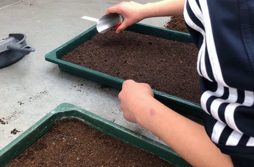 Classe I - attività in serra Laimburg, operazione di semina: alunna distribuisce i semi con un apposito strumento sul letto di semina precedentemente preparato Classe I - attività in serra Laimburg, operazione di semina: alunna distribuisce i semi con un apposito strumento sul letto di semina precedentemente preparato