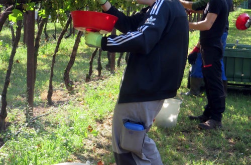 Vendemmia II su pergola: alunno raccoglie grappoli con l'imbuto Vendemmia II su pergola: alunno raccoglie grappoli con l'imbuto
