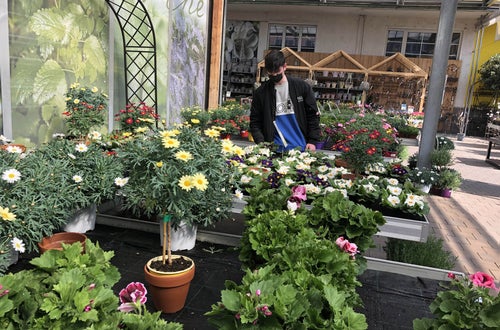 Stage 2021 - floricoltura sistemazione bancali Stage 2021 - floricoltura sistemazione bancali