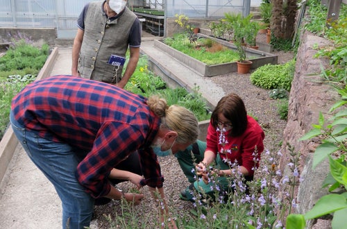 Corso erbe officinali e alimurgiche - riconoscimento delle mille varietà di salvia Corso erbe officinali e alimurgiche - riconoscimento delle mille varietà di salvia