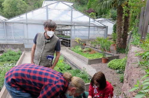Corso erbe officinali e alimurgiche - riconoscimento delle mille varietà di salvia Corso erbe officinali e alimurgiche - riconoscimento delle mille varietà di salvia