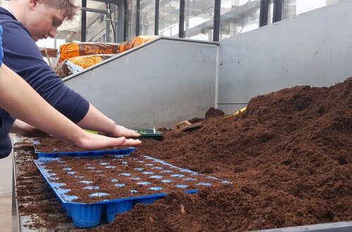 Classe I - attività in serra Laimburg: alunni al bancone dei terricci preparano i plateaux per il picchettaggio delle nuove piantine- dettaglio dell'operazione Classe I - attività in serra Laimburg: alunni al bancone dei terricci preparano i plateaux per il picchettaggio delle nuove piantine- dettaglio dell'operazione