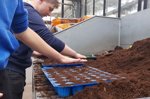 Classe I - attività in serra Laimburg: alunni al bancone dei terricci preparano i plateaux per il picchettaggio delle nuove piantine- dettaglio dell'operazione Classe I - attività in serra Laimburg: alunni al bancone dei terricci preparano i plateaux per il picchettaggio delle nuove piantine- dettaglio dell'operazione