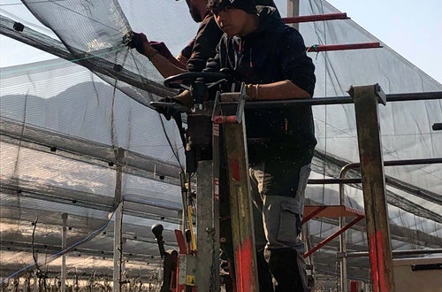 Stage 2022 - al lavoro nei meleti Stage 2022 - al lavoro nei meleti