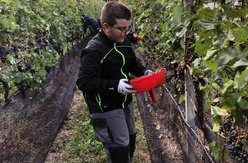 Vendemmia I schiava: alunno con imbuto in mano Vendemmia I schiava: alunno con imbuto in mano