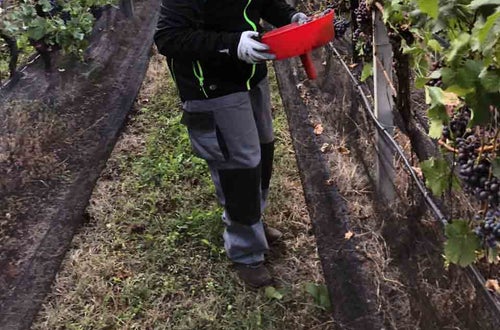 Vendemmia I schiava: alunno con imbuto in mano Vendemmia I schiava: alunno con imbuto in mano