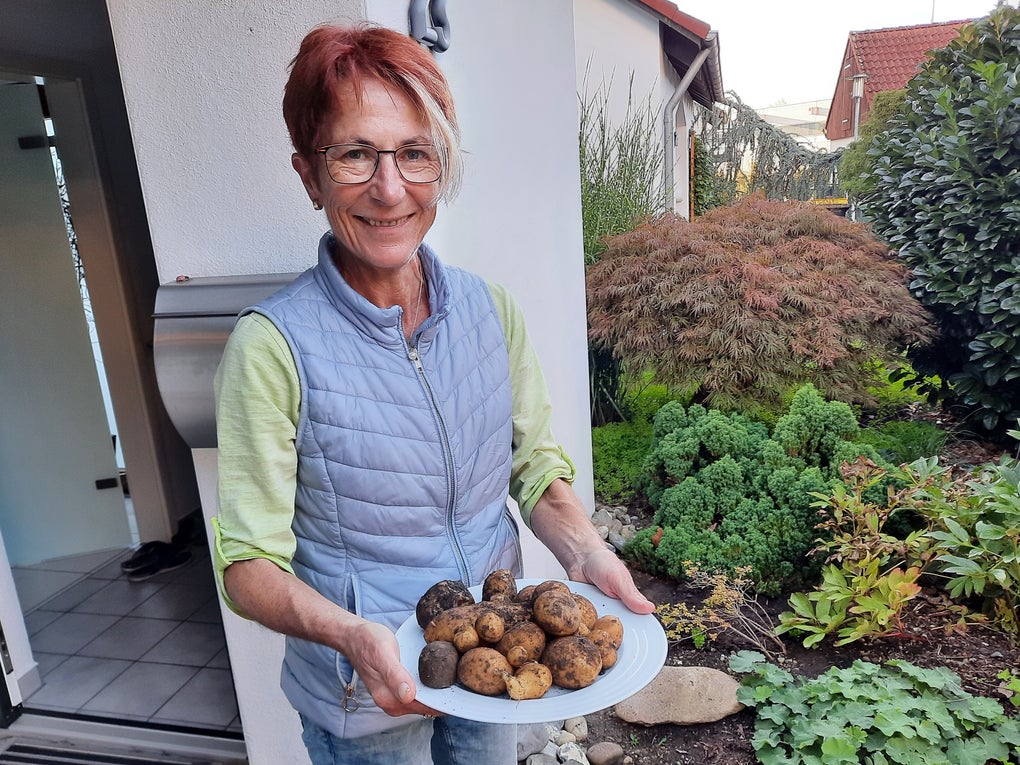 Eine Frau hält einen Teller mit frisch geernteten Kartoffeln Eine Frau hält einen Teller mit frisch geernteten Kartoffeln