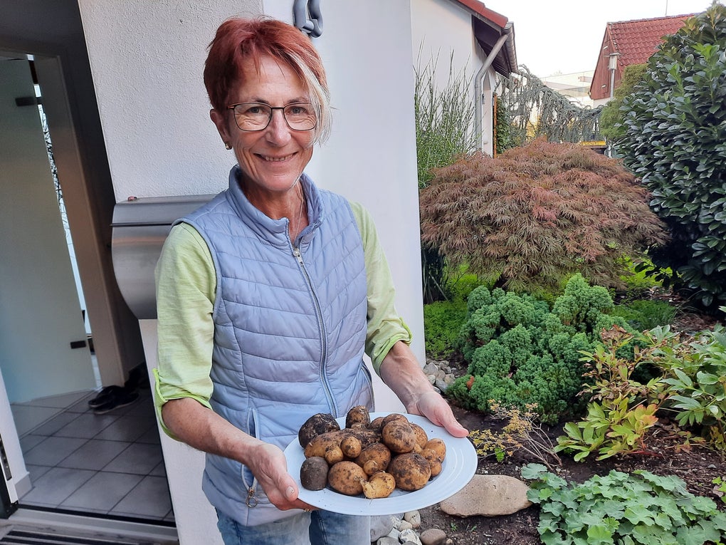 Eine Frau hält einen Teller mit frisch geernteten Kartoffeln Eine Frau hält einen Teller mit frisch geernteten Kartoffeln