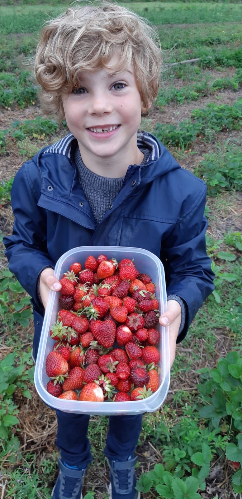 Ein Junge hält einen Behälter mit Erdbeeren und lächelt Ein Junge hält einen Behälter mit Erdbeeren und lächelt