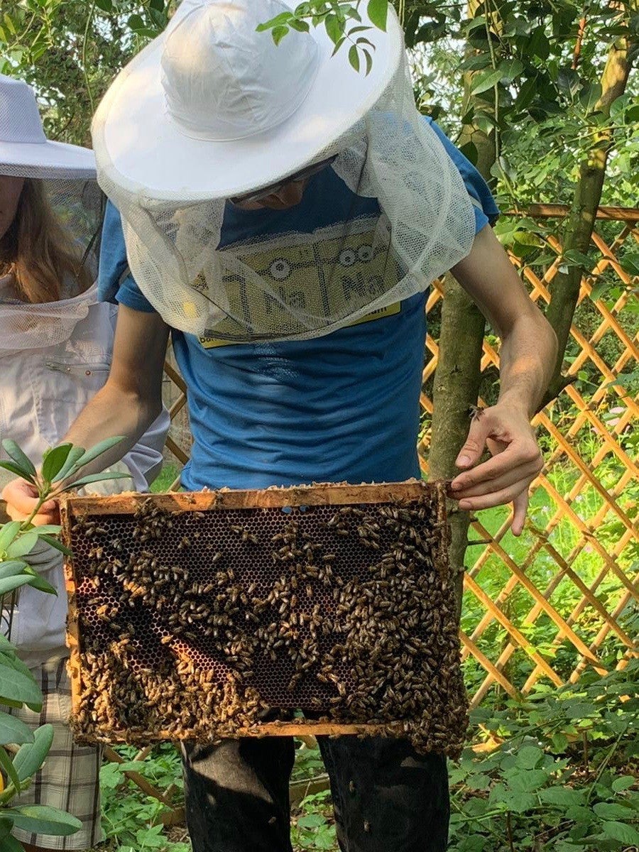 Eine Person in Schutzkleidung mit weißem Imkerhut und Schleier hält eine mit Bienen besetzte Wabe in den Händen. Die Person trägt ein blaues T-Shirt mit Aufdruck. Im Hintergrund sind eine weitere Person in Imkerkleidung, ein Holzgitterzaun und grüne Vegetation zu sehen. Eine Person in Schutzkleidung mit weißem Imkerhut und Schleier hält eine mit Bienen besetzte Wabe in den Händen. Die Person trägt ein blaues T-Shirt mit Aufdruck. Im Hintergrund sind eine weitere Person in Imkerkleidung, ein Holzgitterzaun und grüne Vegetation zu sehen.