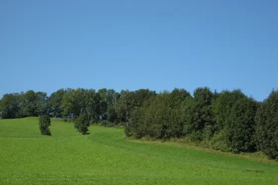 Beispiel unbefestigte Fläche (Foto: Landesagentur für Umwelt und Klimaschutz)