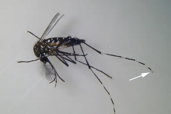 Beine der asiatischen Tigermücke: Die ersten vier Fußglieder der Hinterbeine weisen sehr breite weiße Bänder auf, das fünfte Fußglied (siehe Pfeile) ist komplett weiß beschuppt (Foto: Landesagentur für Umwelt und Klimaschutz)