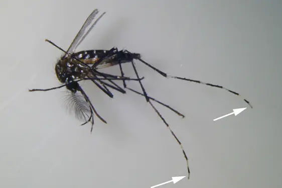 Beine der asiatischen Tigermücke: Die ersten vier Fußglieder der Hinterbeine weisen sehr breite weiße Bänder auf, das fünfte Fußglied (siehe Pfeile) ist komplett weiß beschuppt (Foto: Landesagentur für Umwelt und Klimaschutz)