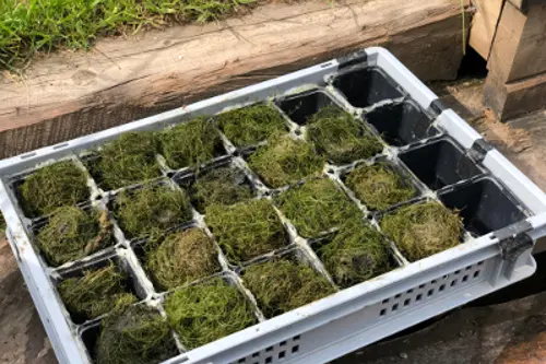 Piantumazione (Foto: Agenzia provinciale per l'ambiente e la tutela del clima)