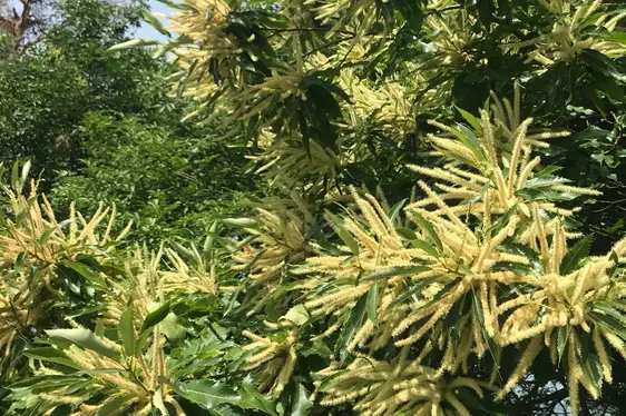 Edelkastanie in Blüte (Foto: Landesagentur für Umwelt und Klimaschutz und Klimaschutz, Widmann)