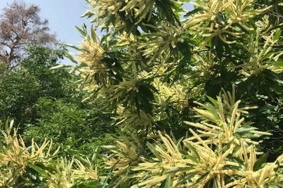 Edelkastanie in Blüte (Foto: Landesagentur für Umwelt und Klimaschutz und Klimaschutz, Widmann)