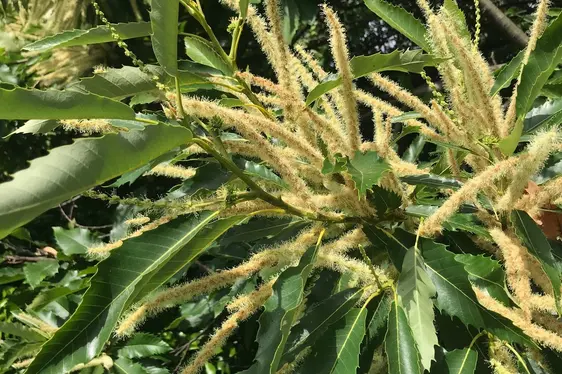 Männliche Blütenstände der Edelkastanie (Foto: Landesagentur für Umwelt und Klimaschutz, Widmann)