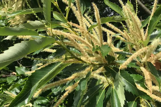 Männliche Blütenstände der Edelkastanie (Foto: Landesagentur für Umwelt und Klimaschutz, Widmann)