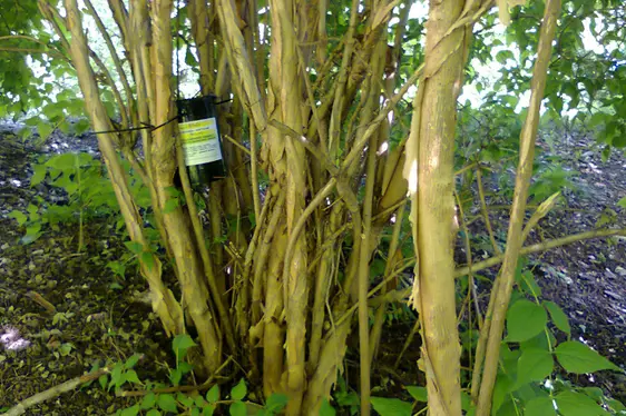 Ovitrappola fissata ad un arbusto (Foto: Agenzia provinciale per l'ambiente e la tutela del clima)