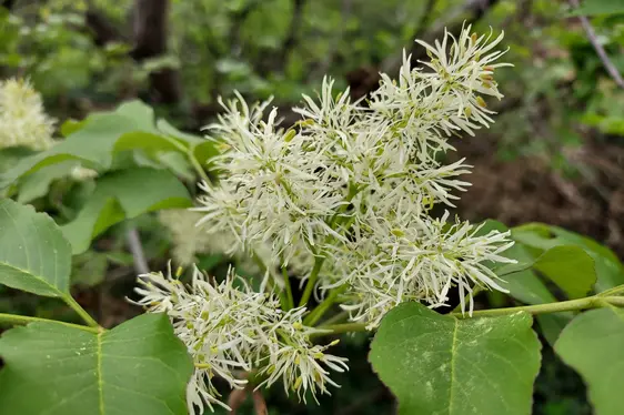 Blütenstand der Manna-Esche (Foto: Landesagentur für Umwelt und Klimaschutz, Kofler)