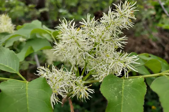 Blütenstand der Manna-Esche (Foto: Landesagentur für Umwelt und Klimaschutz, Kofler)