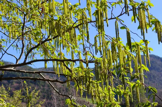 Hopfenbuche in Blüte (Foto: Landesagentur für Umwelt und Klimaschutz)