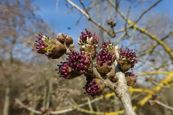Männliche Blütenstande der Esche mit roten Staubblättern (Foto: Landesagentur für Umwelt und Klimaschutz, Bucher)