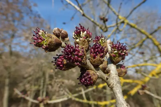 Männliche Blütenstande der Esche mit roten Staubblättern (Foto: Landesagentur für Umwelt und Klimaschutz, Bucher)
