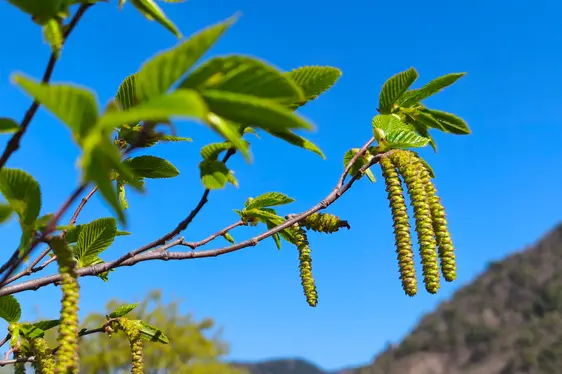 Männliche Blütenkätzchen der Hopfenbuche (Foto: Landesagentur für Umwelt und Klimaschutz)