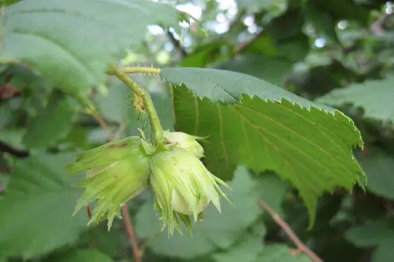 Haselnüsse in ihren Hüllblättern (Foto: Landesagentur für Umwelt und Klimaschutz, Bucher)