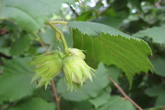 Haselnüsse in ihren Hüllblättern (Foto: Landesagentur für Umwelt und Klimaschutz, Bucher)